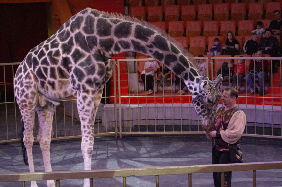 &ZHcy;&icy;&rcy;&acy;&fcy; &shcy;&ocy;&ucy;