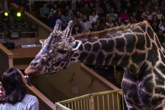 &ZHcy;&icy;&rcy;&acy;&fcy; &shcy;&ocy;&ucy;