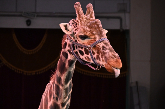 &ZHcy;&icy;&rcy;&acy;&fcy; &shcy;&ocy;&ucy;